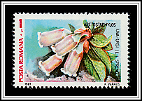 Bearberry (Arctostaphylos uva-ursi)