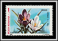 Spring Crocus (Crocus vernus)