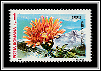 Golden Pippaw (Crepis aurea)