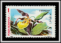 Lady's Slipper (Cypripedium calceolus)