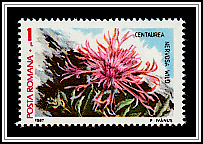 Knapweed (Centaurea nervosa)
