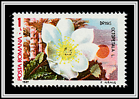 Silverwort (Dryas octopetala)