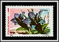 Gentian (Gentiana excisa)