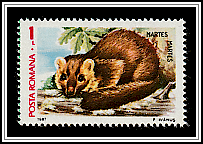 Pine Marten (Martes martes)