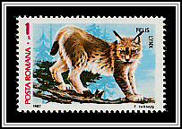 Lynx (Lynx lynx)