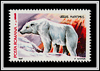 Polar Bear (Ursus maritimus)