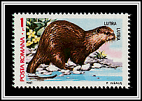 European Otter (Lutra lutra)