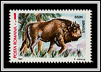 Bison (Bison bonasus)
