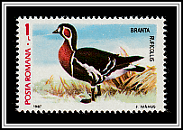 Red-breasted Goose (Branta ruficollis)