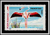 Greater Flamingo (Phoenicopterus ruber)