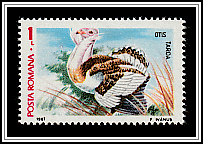 Great Bustard (Otis tarda)