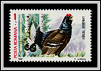 Black Grouse (Tetrao tetrix)