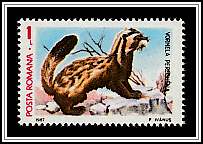 Spotted Polecat (Vormela peregusna)