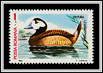 White-headed Ruddy Duck (Oxyura leucocephala)