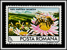 Apis Mellifica Carpatica