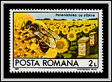 Bee Pollinating a Sunflower