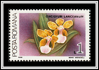 Lance's Trichocentrum (Oncidium lanceanum)