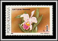 Flor de Mayo (Cattleya trianae)