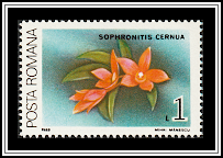 Nodding Sophronitis (Sophronitis cernua)