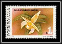 Lobb's Bulbophyllum (Bulbophyllum lobbii)