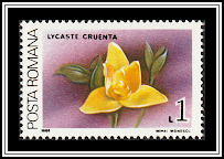 Blood-Red Inner Lip Lycaste (Lycaste cruenta)