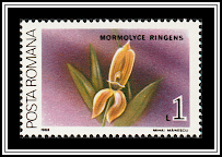 Rigid Mormolyca (Mormolyca ringens)