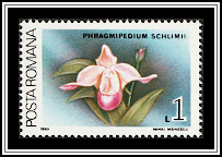 Schlimm's Phragmipedium (Phragmipedium schlimii)