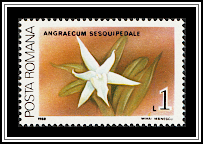 Darwin's Orchid (Angraecum sesquipedale)