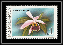 Laelia Crispa