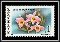 Noble Dendrobium (Dendrobium nobile)