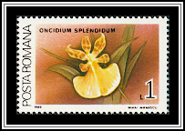 Mule Ear Orchid (Oncidium splendidum)