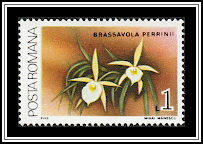 Perrin's Brassavola {Brassavola perrinii}