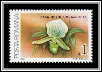 Venus Slipper Orchid (Paphiopedilum x maudiae)