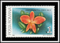 Scarlet Sophronitis (Sophronitis coccinea)