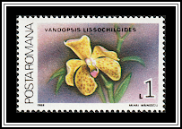 Lissochilus-like Vanda (Vandopsis lissochiloides)