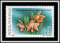 Lueddemann's Phalaenopsis (Phalaenopsis lueddemanniana)