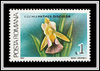 Different Colored Warczewiczella (Cochleanthes discolor)