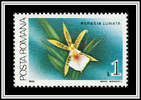 Moon-Shaped Aspasia (Aspasia lunata)