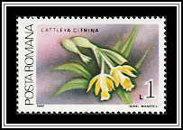 Tulip Orchid (Cattleya citrina)