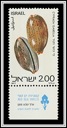 Cypraea Isabella