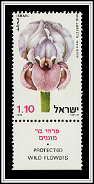 Iris Lortetii