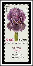 Iris Haynei