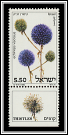 Echinops Viscosus