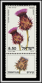 Cynara Syriaca