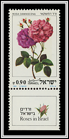 Rosa Damascena