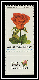 Rosa Hybrida