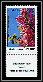 Cercis Siliquastrom