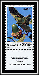 Quercus Ithaburensis