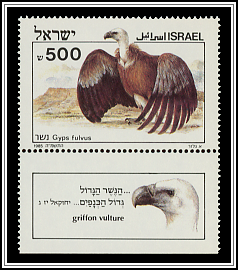 Gyps Fulvus