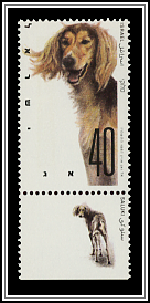 Saluki